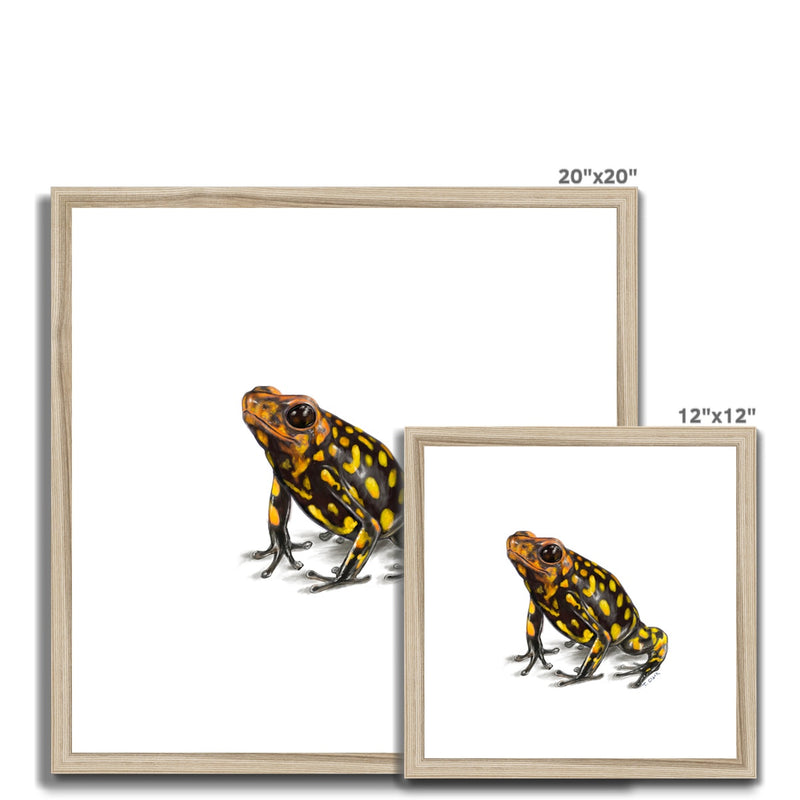 Harlequin poison frog Framed & Mounted Print