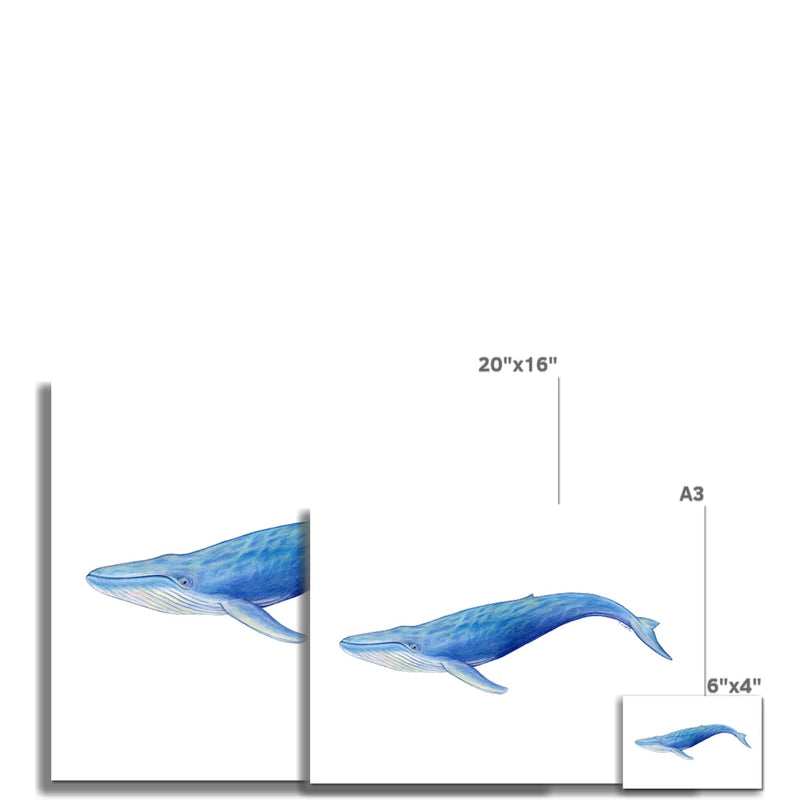 Blue Whale Hahnemühle German Etching Print
