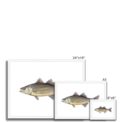 Striped Bass Framed Print
