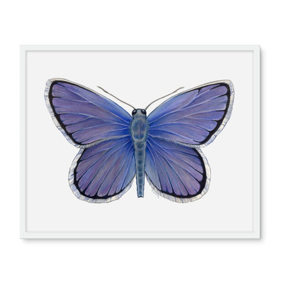 Karner Blue Butterfly Framed Photo Tile