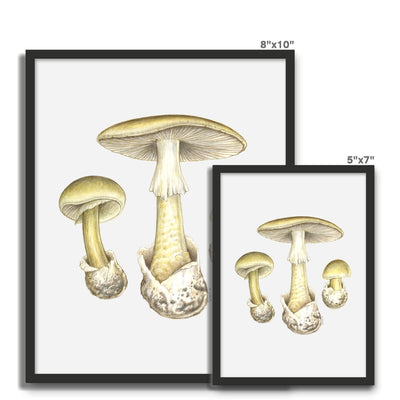 Deathcap Mushroom Framed Photo Tile