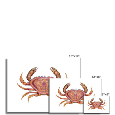 Dungeness Crab Fine Art Print