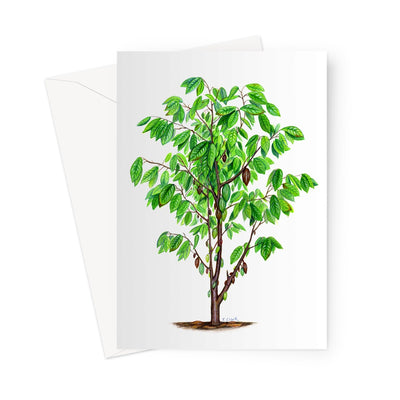 Cacao Tree Greeting Card