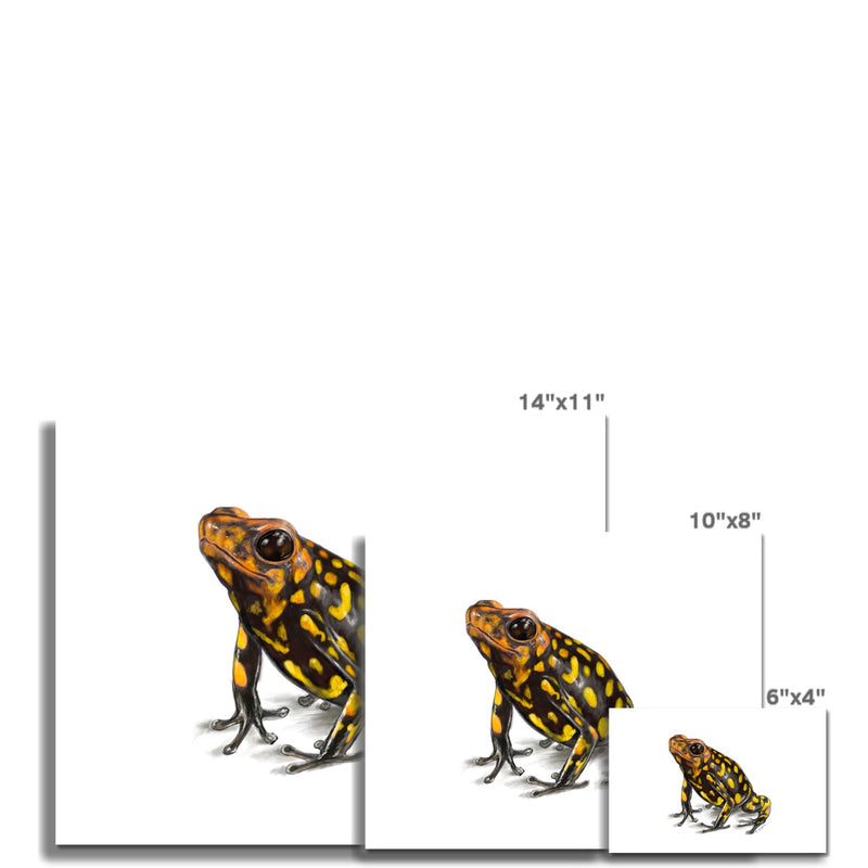 Harlequin poison frog Hahnemühle German Etching Print