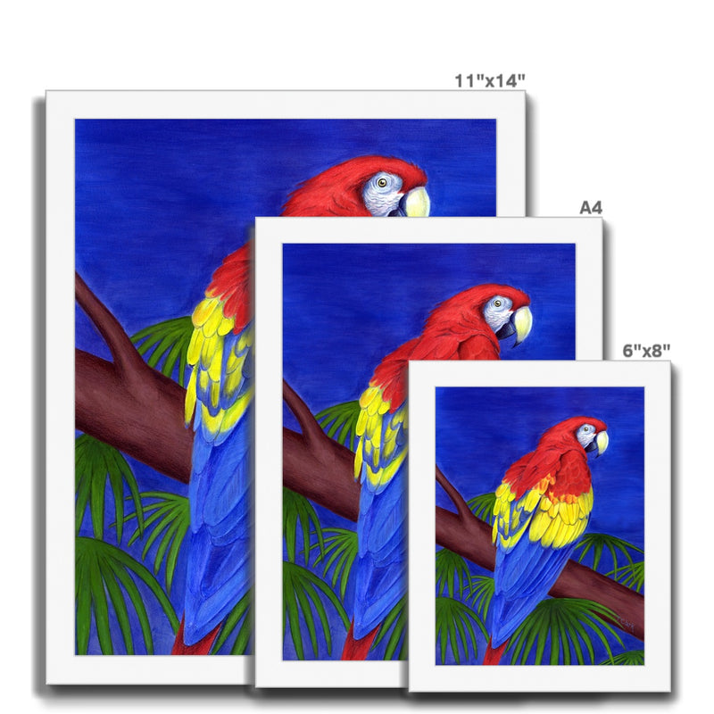 Scarlet Red Macaw Framed Print