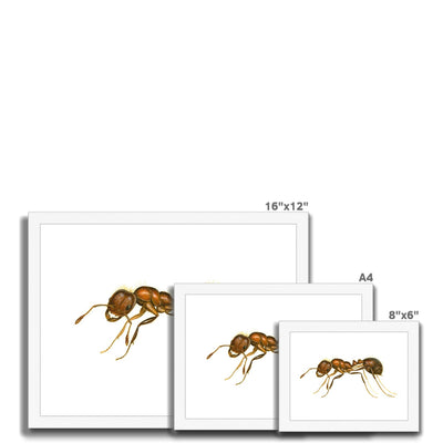 Fire Ant Framed Print