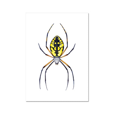 Argiope Spider Fine Art Print