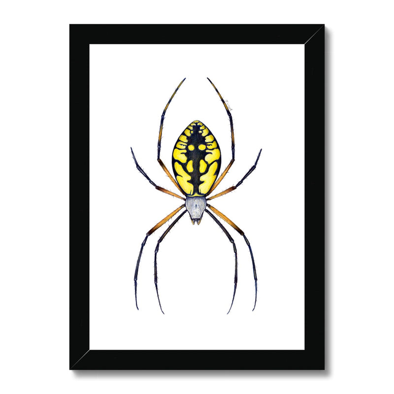 Argiope Spider Framed Print