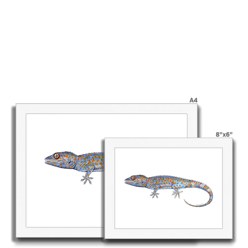 Tokay Gecko Framed Print