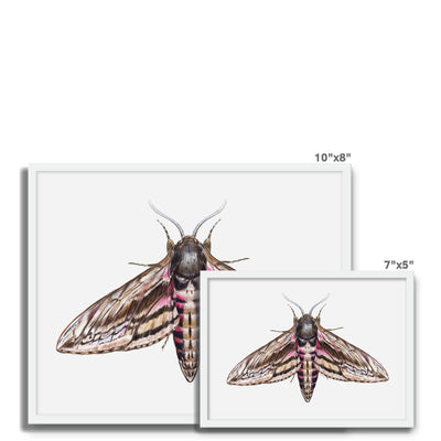 Hawkmoth Framed Photo Tile