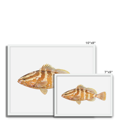 Grouper Framed Photo Tile