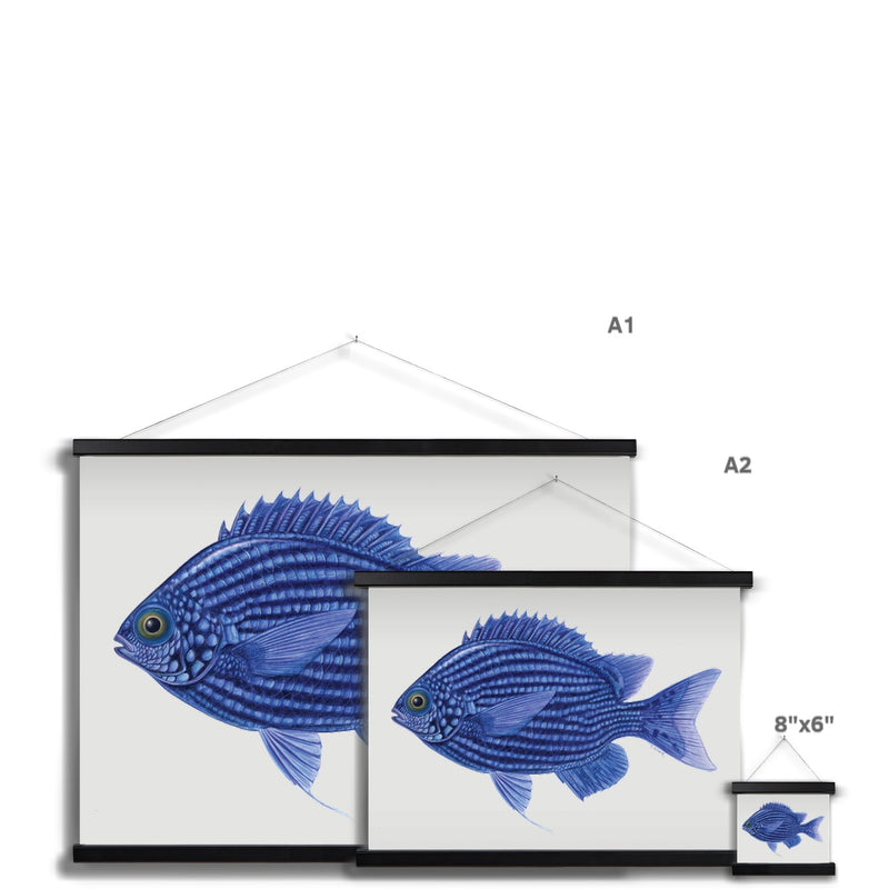 Deep Blue Chromis Fine Art Print with Hanger