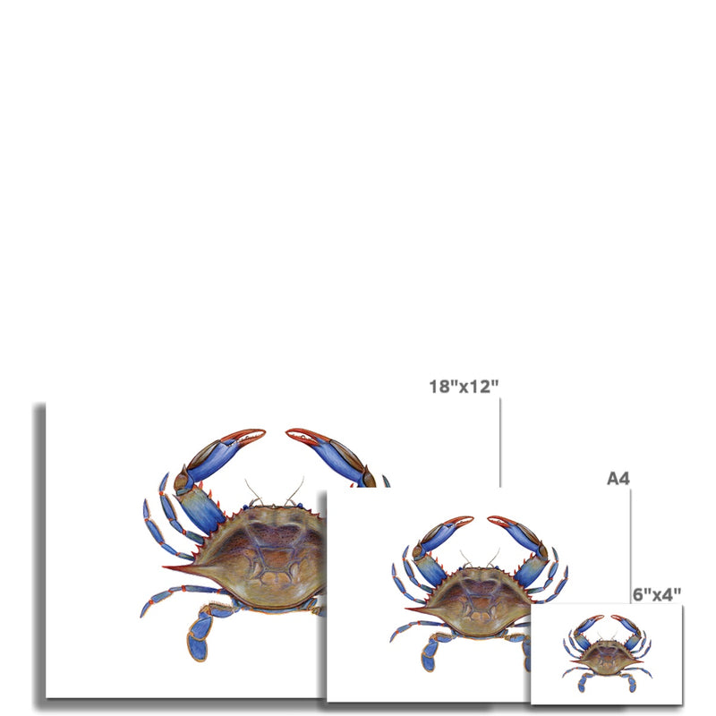 Blue Crab Hahnemühle German Etching Print