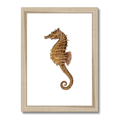 Northern Seahorse Framed & Mounted Print