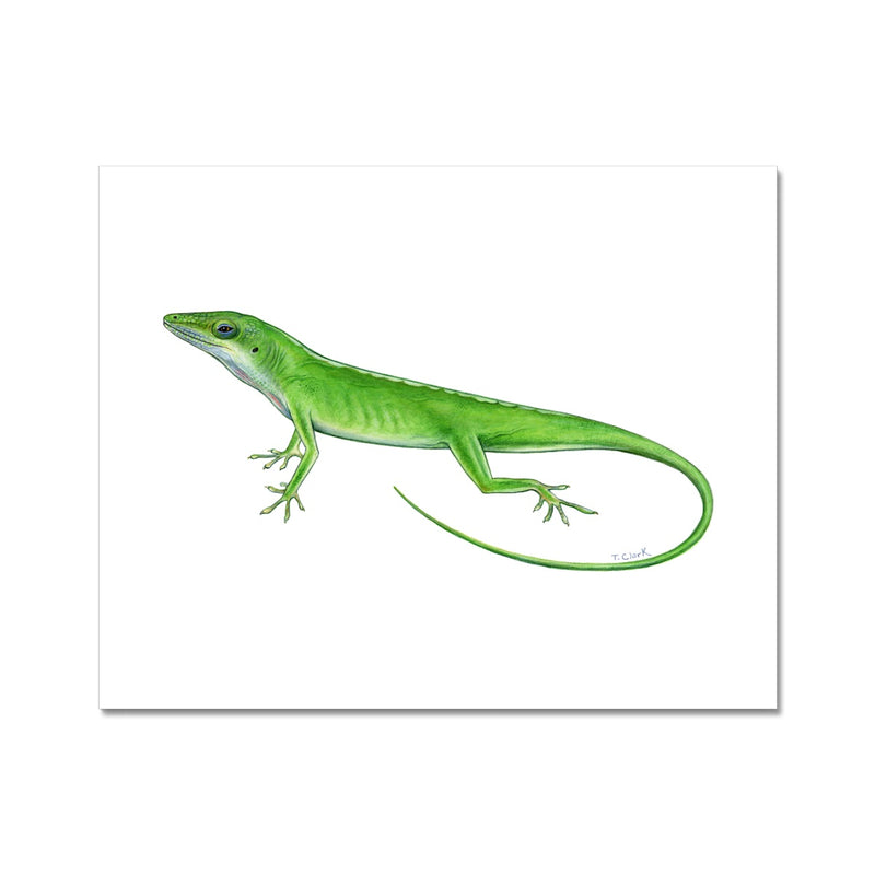 Green Anole Lizard Fine Art Print