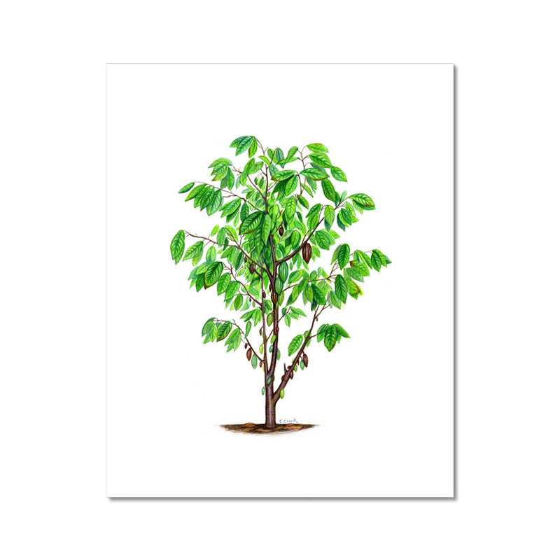 Cacao Tree Fine Art Print