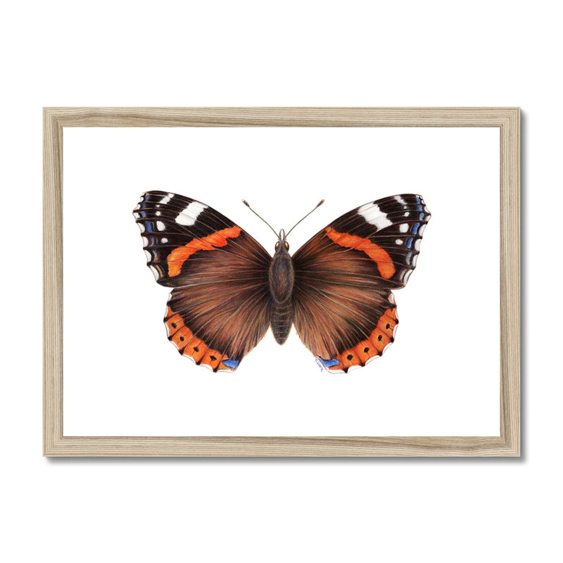 Red Admiral Butterfly Framed & Mounted Print