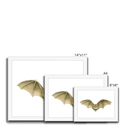 Daubenten's Bat Framed Print