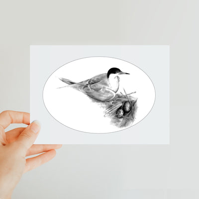 Common Tern Classic Postcard