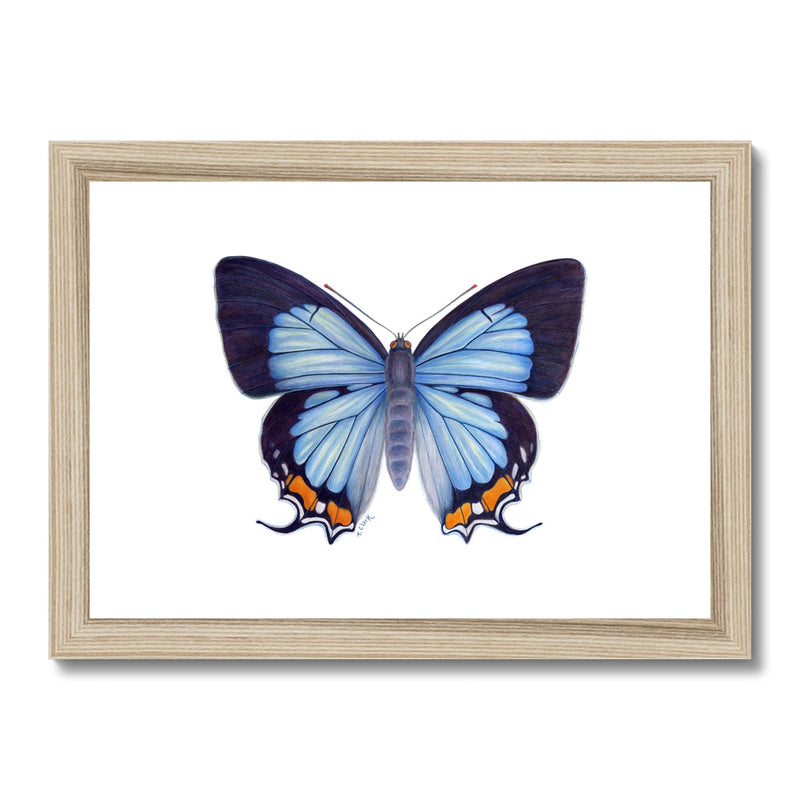 Imperial Blue Butterfly Framed & Mounted Print