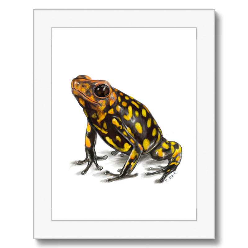 Harlequin poison frog Framed Print