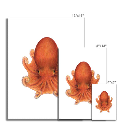 Northern Octopus Fine Art Print