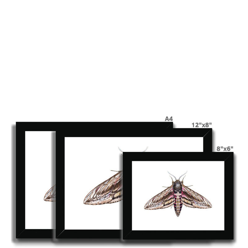Hawkmoth Framed Print