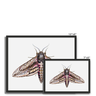 Hawkmoth Framed Photo Tile
