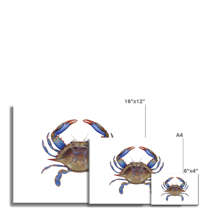 Blue Crab Hahnemühle Photo Rag Print
