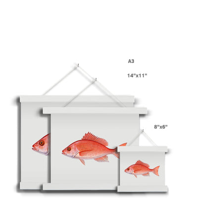 Red Snapper Fine Art Print with Hanger