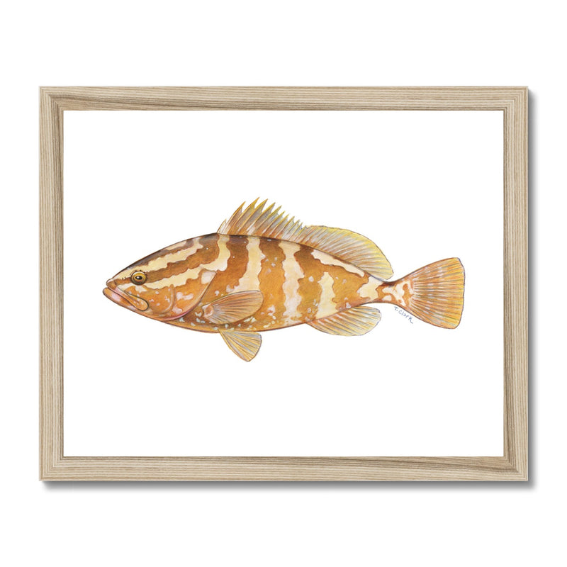 Grouper Framed Print