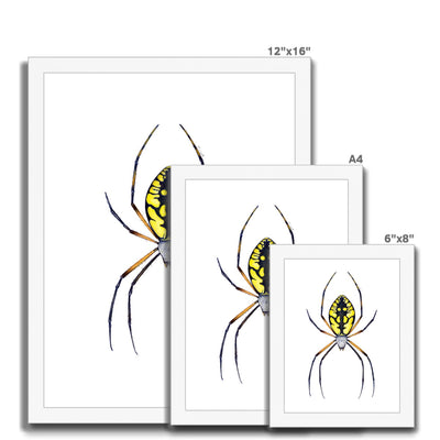 Argiope Spider Framed Print