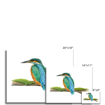 Kingfisher Hahnemühle German Etching Print