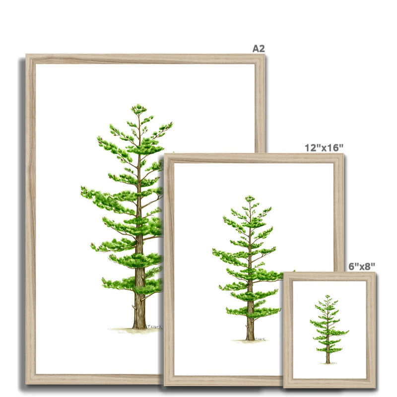 White Pine Framed & Mounted Print