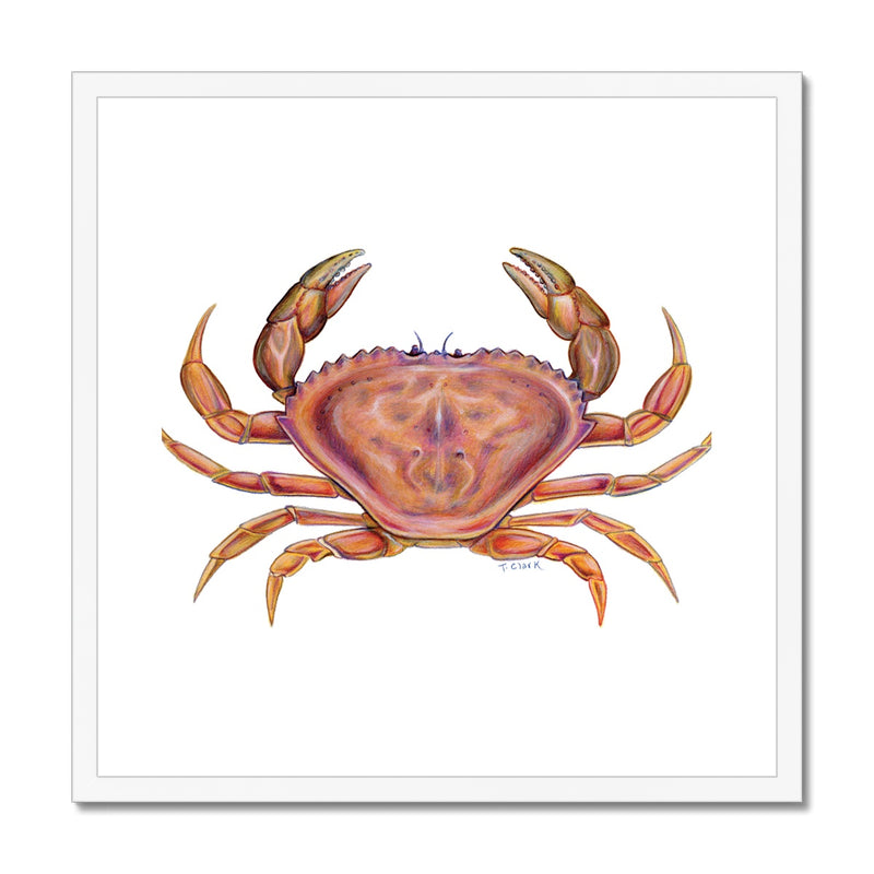 Dungeness Crab Framed & Mounted Print