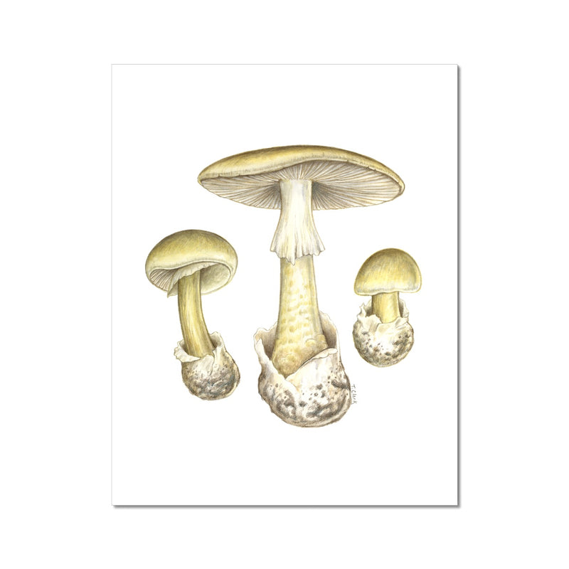 Deathcap Mushroom Fine Art Print