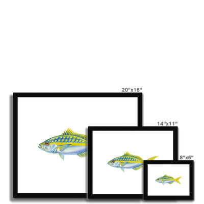 Yellowtail Snapper Framed & Mounted Print