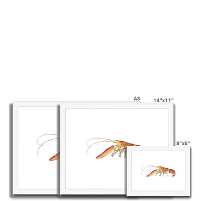 Northern Lobster Framed & Mounted Print