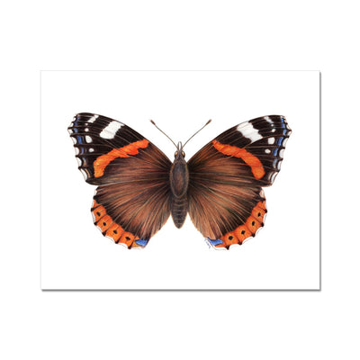 Red Admiral Butterfly Fine Art Print