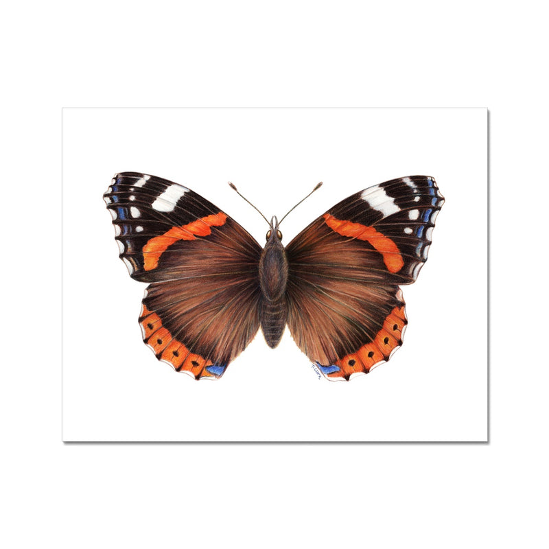 Red Admiral Butterfly Fine Art Print