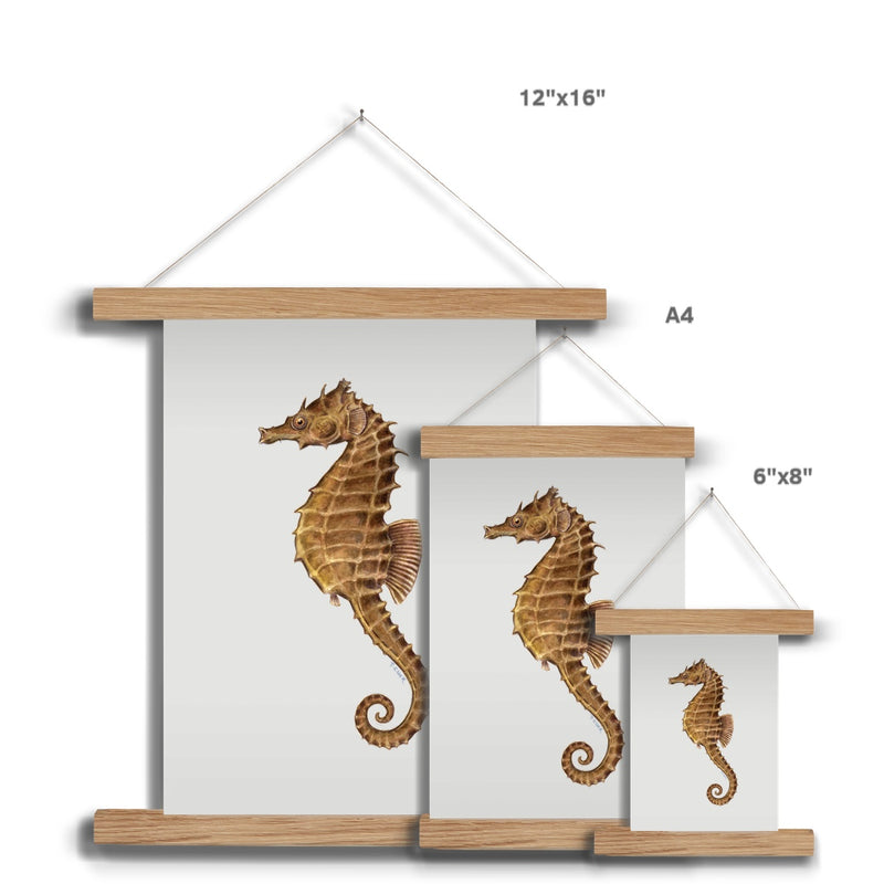 Northern Seahorse Fine Art Print with Hanger