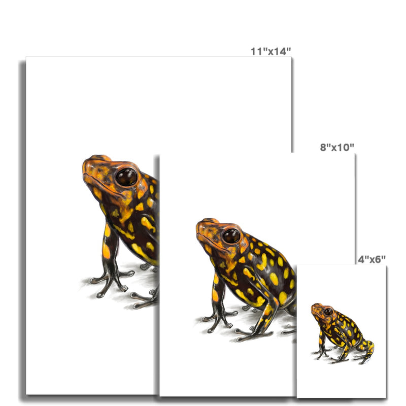 Harlequin poison frog Hahnemühle German Etching Print