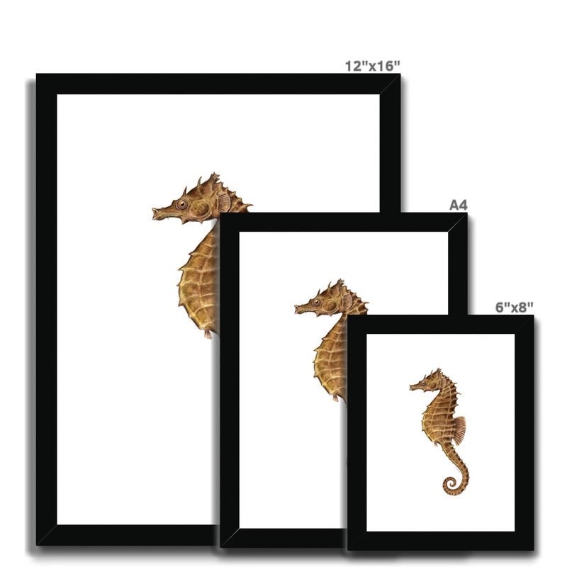 Northern Seahorse Framed & Mounted Print