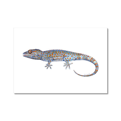 Tokay Gecko Hahnemühle German Etching Print