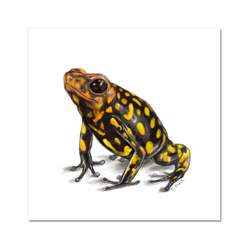 Harlequin poison frog Fine Art Print