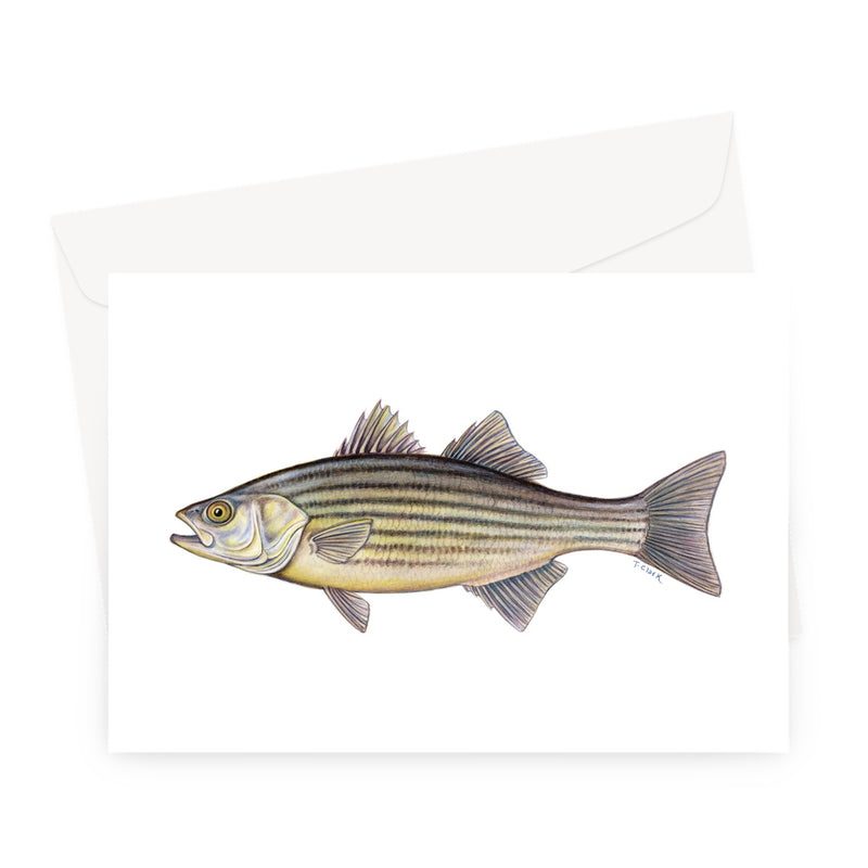 Striped Bass Greeting Card