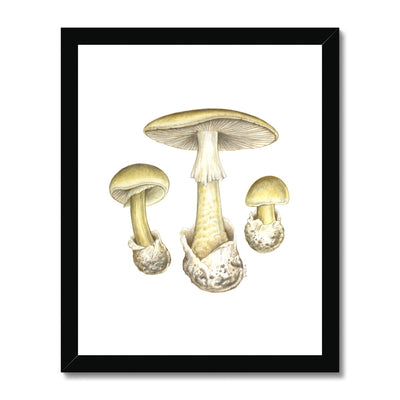Deathcap Mushroom Framed Print