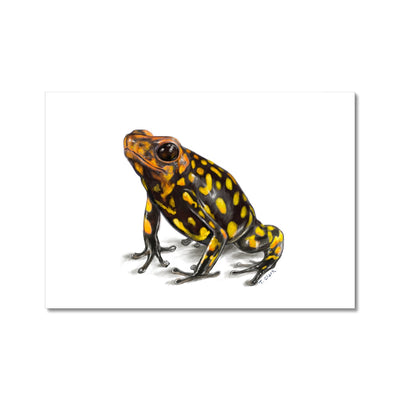 Harlequin poison frog Fine Art Print