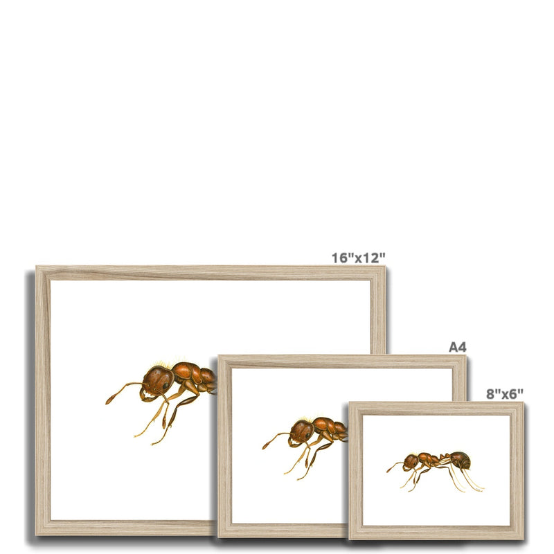 Fire Ant Framed & Mounted Print