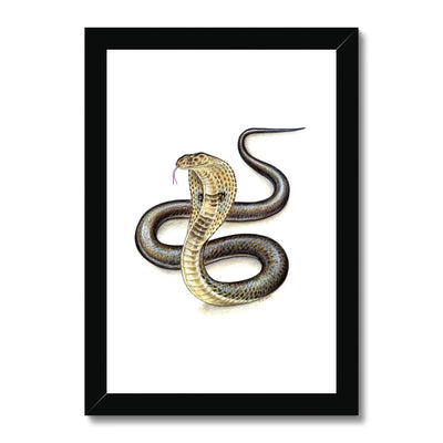 Indian Cobra Framed Print